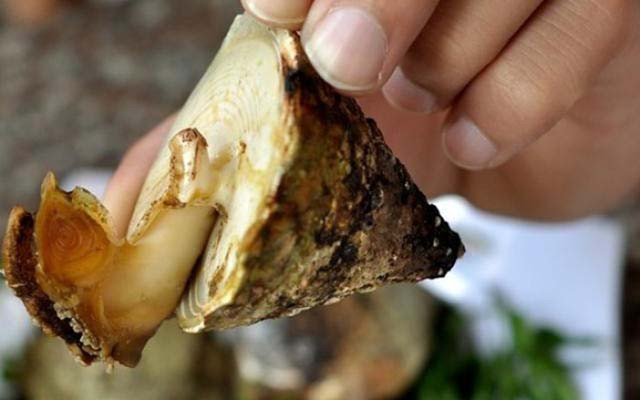 5 hai san tien vua nuc tieng gia van dat do nhu xua-Hinh-6