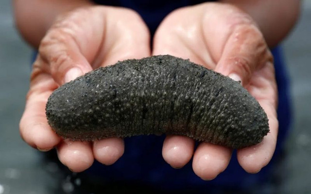 5 hai san tien vua nuc tieng gia van dat do nhu xua-Hinh-3