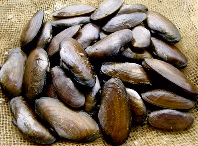 5 hai san tien vua nuc tieng gia van dat do nhu xua-Hinh-7