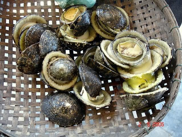 5 hai san tien vua nuc tieng gia van dat do nhu xua-Hinh-5