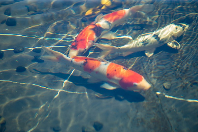 Trầm trồ bộ sưu tập thú cưng đắt đỏ của đại gia Việt - Hình 6 Tram tro bo suu tap thu cung dat do cua dai gia Viet-Hinh-6