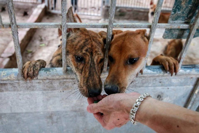 Trầm trồ bộ sưu tập thú cưng đắt đỏ của đại gia Việt - Hình 8 Tram tro bo suu tap thu cung dat do cua dai gia Viet-Hinh-8