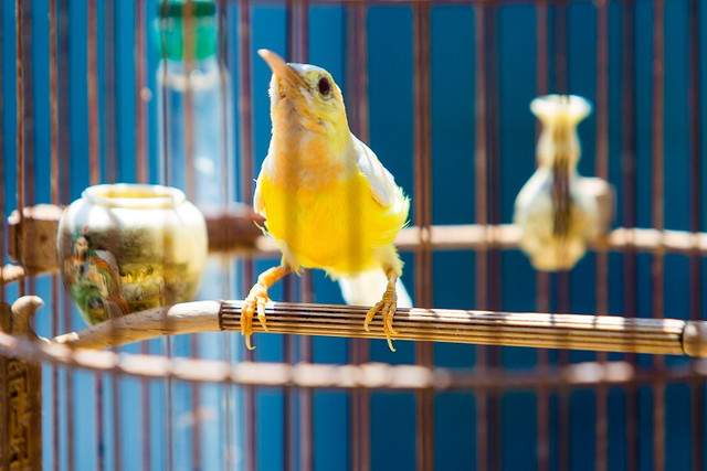 Trầm trồ bộ sưu tập thú cưng đắt đỏ của đại gia Việt - Hình 2 Tram tro bo suu tap thu cung dat do cua dai gia Viet-Hinh-2