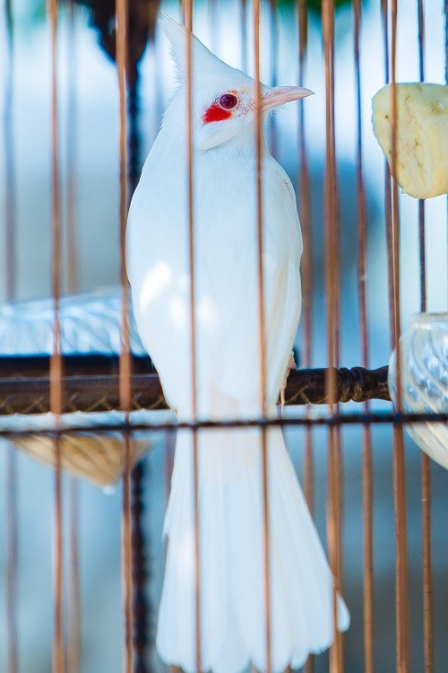 Trầm trồ bộ sưu tập thú cưng đắt đỏ của đại gia Việt - Hình 3 Tram tro bo suu tap thu cung dat do cua dai gia Viet-Hinh-3