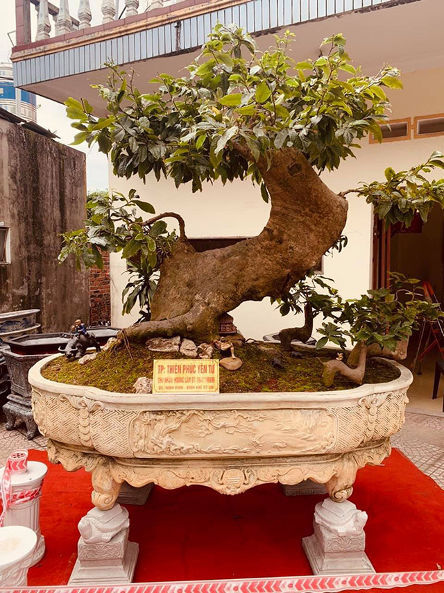 Đại gia Việt chi hàng đống tiền để dát vàng chậu cây cảnh Dai gia Viet chi hang dong tien de dat vang chau cay canh