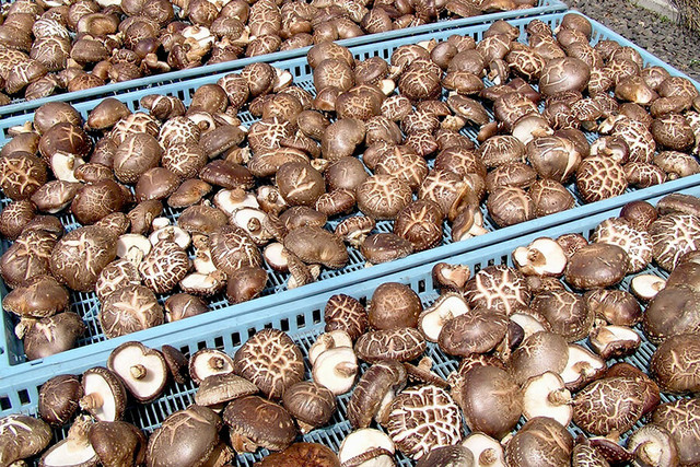 Nam huong Nhat 8 trieu dong/kg co gi dac biet?-Hinh-8