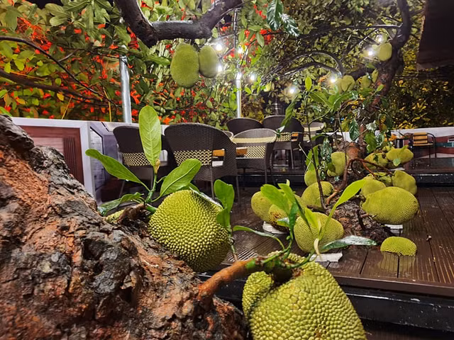 Ngam quan ca phe duoc xay dung quanh cay mit triu qua