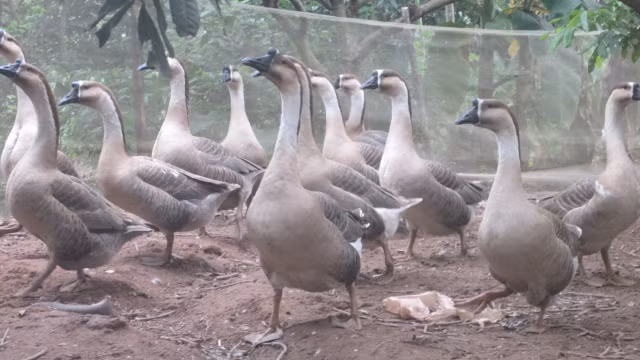 Day la 3 loai gia cam giup nong dan lam giau