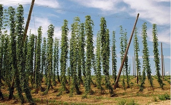 3 loại rau nghe quen thuộc nhưng giá đắt nhất thế giới - Hình 2 3 loai rau nghe quen thuoc nhung gia dat nhat the gioi-Hinh-2