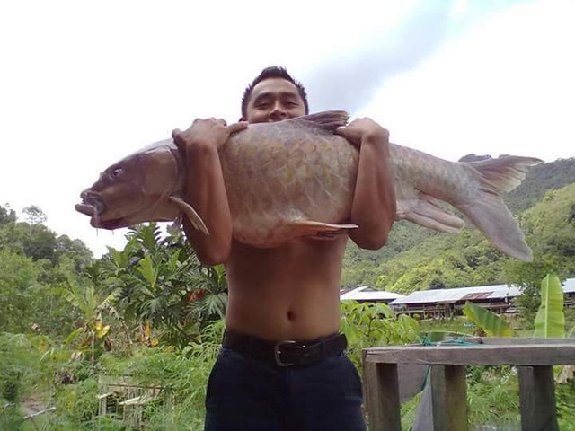 'Vong bất liễu ngư' đắt hơn vàng ròng dành cho giới nhà giàu - Hình 3 'Vong bat lieu ngu' dat hon vang rong danh cho gioi nha giau-Hinh-3