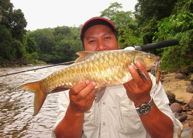 'Vong bất liễu ngư' đắt hơn vàng ròng dành cho giới nhà giàu 'Vong bat lieu ngu' dat hon vang rong danh cho gioi nha giau