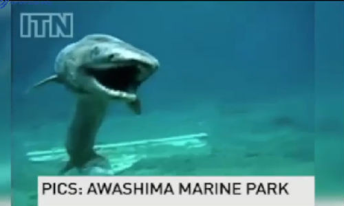 Sốc nặng bắt được cá mập thời tiền sử cực hiếm Soc nang bat duoc ca map thoi tien su cuc hiem