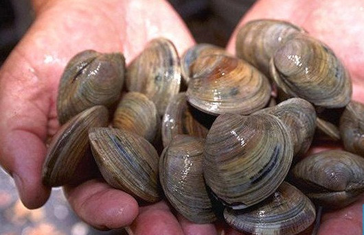 Sò đỏ Canada giá triệu đồng/kg cho nhà giàu Việt ăn Tết So do Canada gia trieu dong/kg cho nha giau Viet an Tet