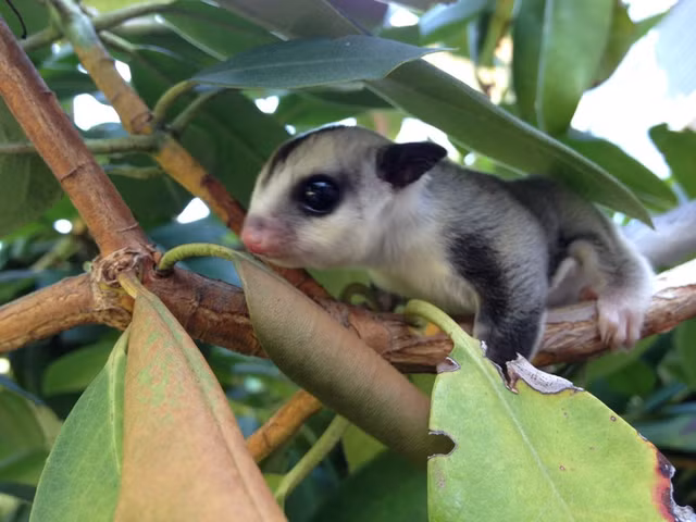 Loat thu cung ty hon bac trieu hut nha giau Viet