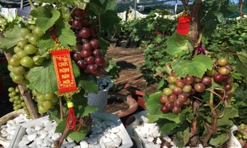 Ngắm nho kiểng đủ màu sắc tràn ngập thị trường Tết Ngam nho kieng du mau sac tran ngap thi truong Tet