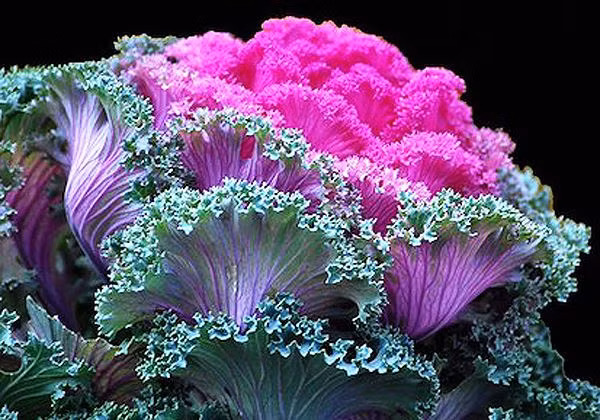 Loat rau cu duoc ho bien thanh bonsai doc la choi Tet