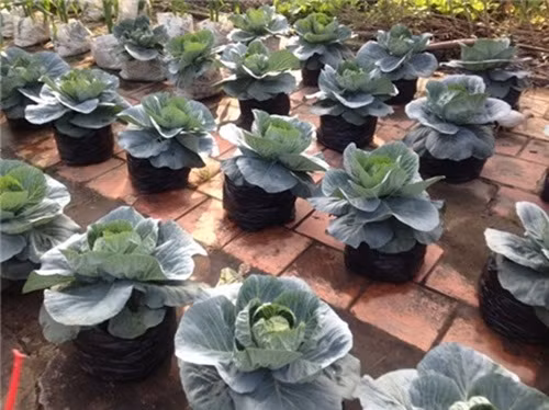 La mat bap cai cung len chau choi Tet Ky Hoi 2019