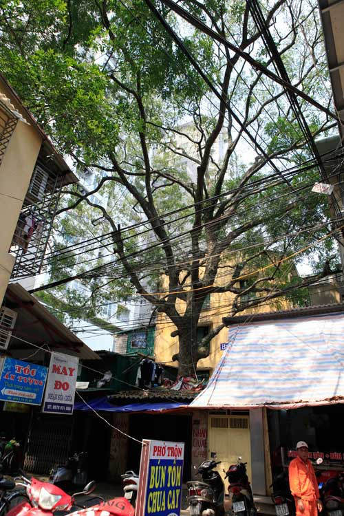 Độc đáo những ngôi nhà cây mọc xuyên nhà - Hình 8 Doc dao nhung ngoi nha cay moc xuyen nha-Hinh-8