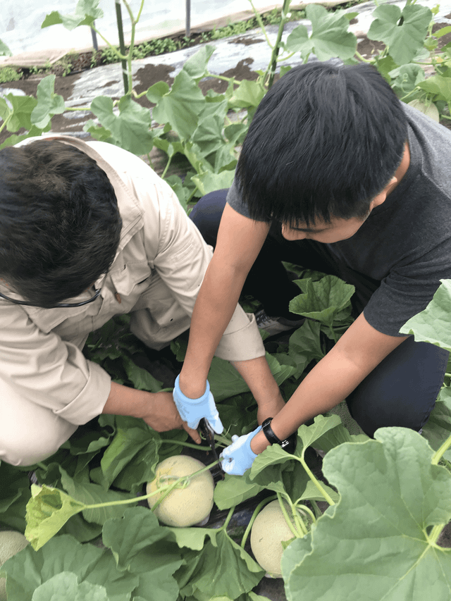 Dưa lưới Nhật Bản lao dốc từ nửa tỷ đồng một trái xuống còn vài chục triệu đồng - Hình 4 Dua luoi Nhat Ban lao doc tu nua ty dong mot trai xuong con vai chuc trieu dong-Hinh-4