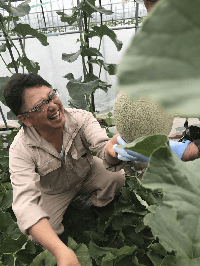 Dưa lưới Nhật Bản lao dốc từ nửa tỷ đồng một trái xuống còn vài chục triệu đồng - Hình 8 Dua luoi Nhat Ban lao doc tu nua ty dong mot trai xuong con vai chuc trieu dong-Hinh-8