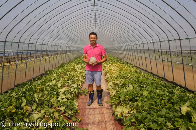 Dua luoi Nhat Ban lao doc tu nua ty dong mot trai xuong con vai chuc trieu dong-Hinh-7