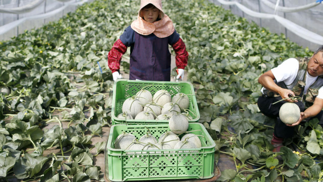 Dưa lưới Nhật Bản lao dốc từ nửa tỷ đồng một trái xuống còn vài chục triệu đồng - Hình 6 Dua luoi Nhat Ban lao doc tu nua ty dong mot trai xuong con vai chuc trieu dong-Hinh-6