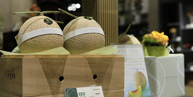 Dưa lưới Nhật Bản lao dốc từ nửa tỷ đồng một trái xuống còn vài chục triệu đồng - Hình 12 Dua luoi Nhat Ban lao doc tu nua ty dong mot trai xuong con vai chuc trieu dong-Hinh-12