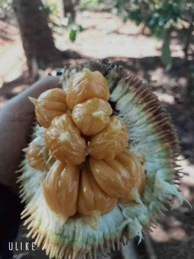 Mít rừng giá hàng trăm nghìn mỗi ký có gì đặc biệt? Mit rung gia hang tram nghin moi ky co gi dac biet?