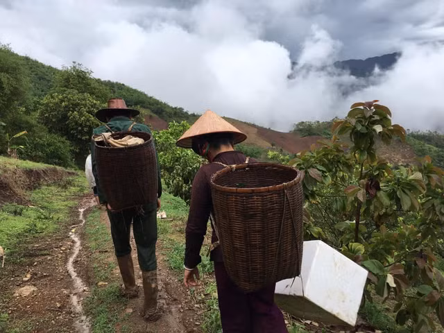 Loại mận Việt sốt “rần rần”... đắt ngang nho Mỹ, đặc biệt thế nào? - Hình 7 Loai man Viet sot “ran ran”... dat ngang nho My, dac biet the nao?-Hinh-7