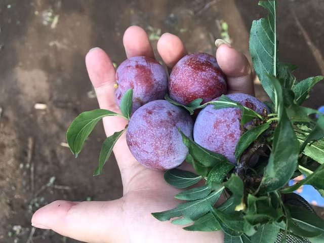Loại mận Việt sốt “rần rần”... đắt ngang nho Mỹ, đặc biệt thế nào? - Hình 8 Loai man Viet sot “ran ran”... dat ngang nho My, dac biet the nao?-Hinh-8