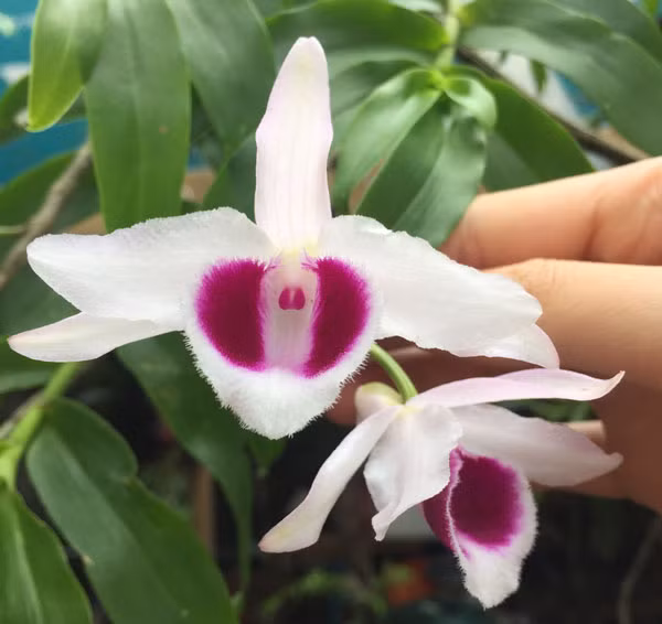 Thu choi cay canh sieu dat cua cac dai gia Viet-Hinh-2