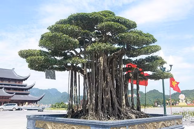 Thu choi cay canh sieu dat cua cac dai gia Viet-Hinh-7