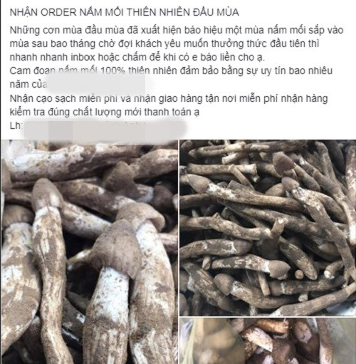 Đại gia Việt không tiếc tiền chi mua loại nấm đắt đỏ hàng chục triệu/kg Dai gia Viet khong tiec tien chi mua loai nam dat do hang chuc trieu/kg
