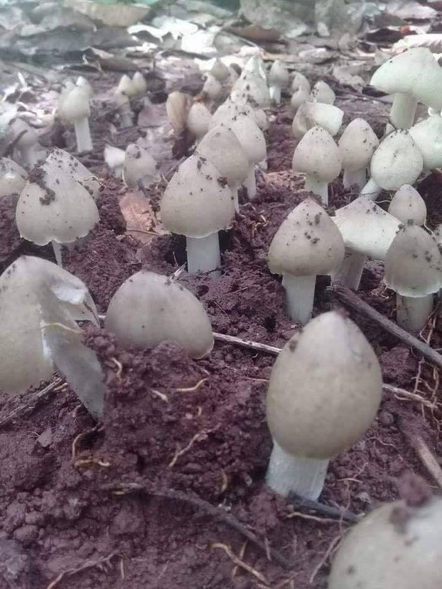 Đại gia Việt không tiếc tiền chi mua loại nấm đắt đỏ hàng chục triệu/kg - Hình 3 Dai gia Viet khong tiec tien chi mua loai nam dat do hang chuc trieu/kg-Hinh-3