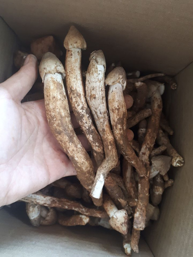 Đại gia Việt không tiếc tiền chi mua loại nấm đắt đỏ hàng chục triệu/kg - Hình 4 Dai gia Viet khong tiec tien chi mua loai nam dat do hang chuc trieu/kg-Hinh-4