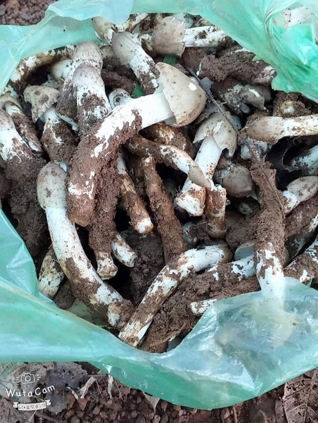 Đại gia Việt không tiếc tiền chi mua loại nấm đắt đỏ hàng chục triệu/kg - Hình 5 Dai gia Viet khong tiec tien chi mua loai nam dat do hang chuc trieu/kg-Hinh-5