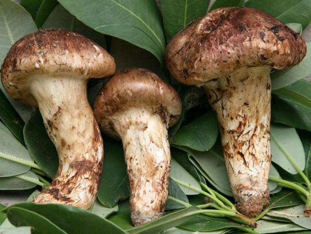 Đại gia Việt không tiếc tiền chi mua loại nấm đắt đỏ hàng chục triệu/kg - Hình 11 Dai gia Viet khong tiec tien chi mua loai nam dat do hang chuc trieu/kg-Hinh-11