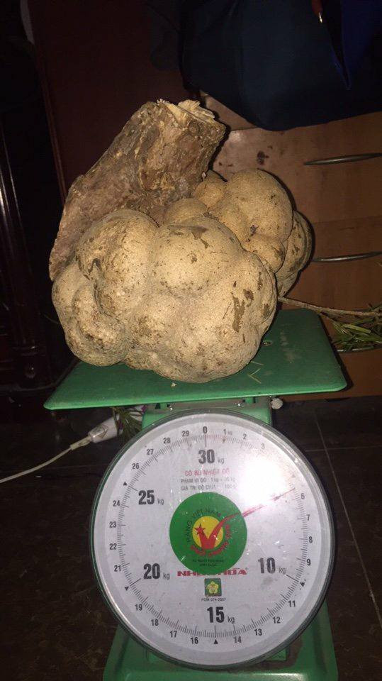 Đại gia Việt không tiếc tiền chi mua loại nấm đắt đỏ hàng chục triệu/kg - Hình 8 Dai gia Viet khong tiec tien chi mua loai nam dat do hang chuc trieu/kg-Hinh-8