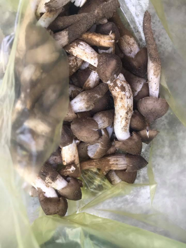 Đại gia Việt không tiếc tiền chi mua loại nấm đắt đỏ hàng chục triệu/kg - Hình 2 Dai gia Viet khong tiec tien chi mua loai nam dat do hang chuc trieu/kg-Hinh-2