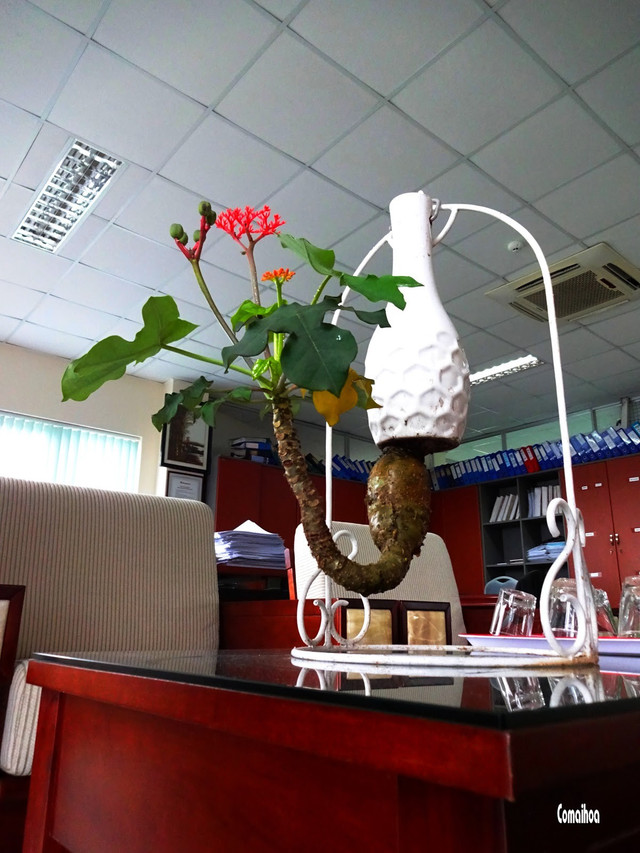Chiêm ngưỡng những chậu bonsai mọc ngược độc nhất vô nhị - Hình 8 Chiem nguong nhung chau bonsai moc nguoc doc nhat vo nhi-Hinh-8