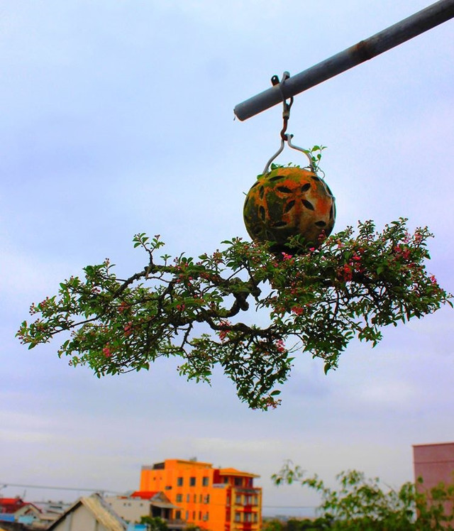 Chiêm ngưỡng những chậu bonsai mọc ngược độc nhất vô nhị - Hình 2 Chiem nguong nhung chau bonsai moc nguoc doc nhat vo nhi-Hinh-2
