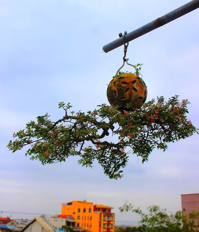 Chiem nguong nhung chau bonsai moc nguoc doc nhat vo nhi-Hinh-2