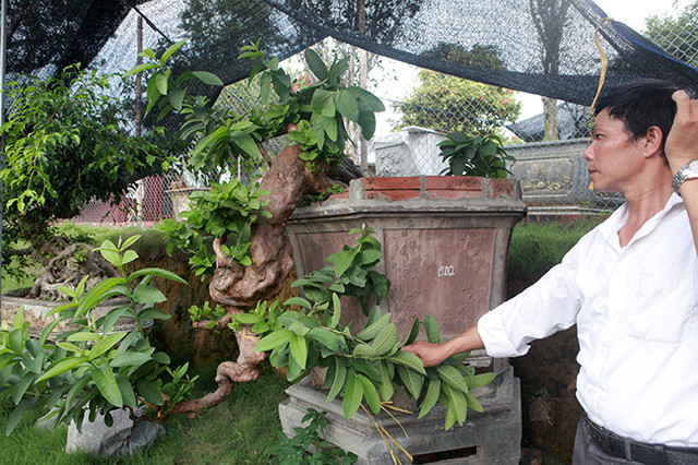 Chiêm ngưỡng những chậu bonsai mọc ngược độc nhất vô nhị - Hình 6 Chiem nguong nhung chau bonsai moc nguoc doc nhat vo nhi-Hinh-6