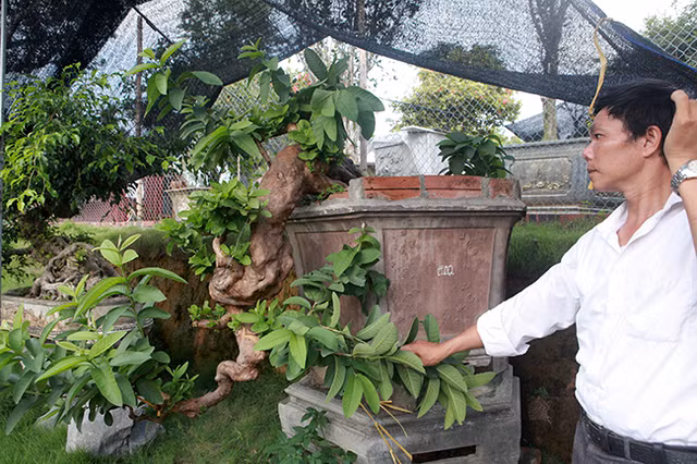 Chiem nguong nhung chau bonsai moc nguoc doc nhat vo nhi-Hinh-6