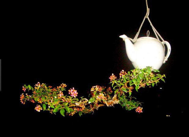 Chiêm ngưỡng những chậu bonsai mọc ngược độc nhất vô nhị - Hình 7 Chiem nguong nhung chau bonsai moc nguoc doc nhat vo nhi-Hinh-7