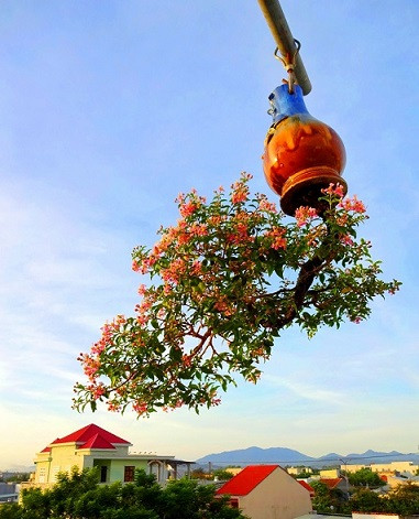 Chiêm ngưỡng những chậu bonsai mọc ngược độc nhất vô nhị Chiem nguong nhung chau bonsai moc nguoc doc nhat vo nhi