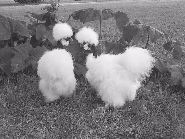 Ga co trui duoc lung mua gia gan trieu dong du chi moi 2 thang tuoi-Hinh-8