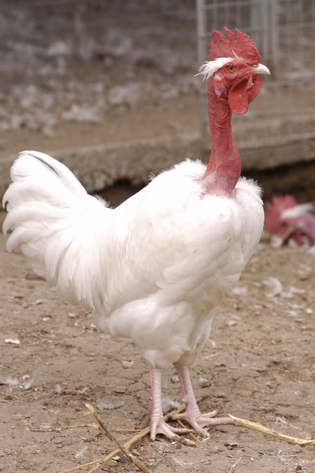 Ga co trui duoc lung mua gia gan trieu dong du chi moi 2 thang tuoi-Hinh-5