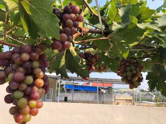 Bất ngờ với những vườn nho trên sân thượng sai trĩu quả - Hình 7 Bat ngo voi nhung vuon nho tren san thuong sai triu qua-Hinh-7