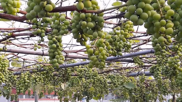 Bất ngờ với những vườn nho trên sân thượng sai trĩu quả - Hình 9 Bat ngo voi nhung vuon nho tren san thuong sai triu qua-Hinh-9